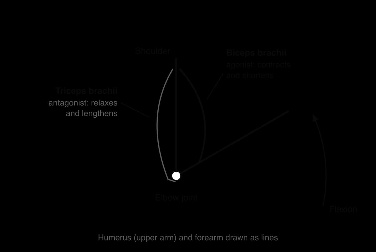 Elbow flexion: the biceps brachii on the front of the upper arm is the agonist and contracts and shortens; the triceps brachii on the back is the antagonist and relaxes and lengthens. The elbow joint is the pivot.