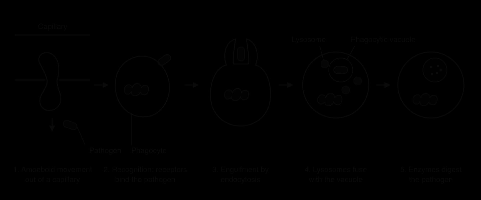 Five stages: 1, a phagocyte squeezes out of a capillary by amoeboid movement towards a pathogen; 2, it recognises and binds the pathogen; 3, pseudopodia engulf it by endocytosis; 4, lysosomes fuse with the phagocytic vacuole; 5, enzymes digest the pathogen.