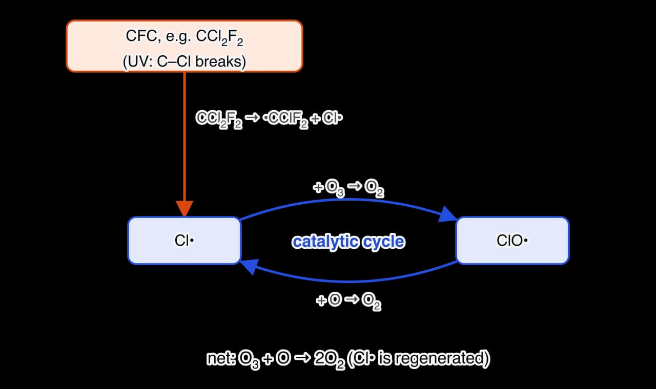 Flow diagram. UV light breaks a C–Cl bond in a CFC such as CCl2F2, giving •CClF2 and Cl•. Cl• reacts with ozone to give ClO• and O2; ClO• reacts with an oxygen atom to give O2 and Cl• again. The net change is O3 + O → 2O2, with the chlorine atom regenerated.