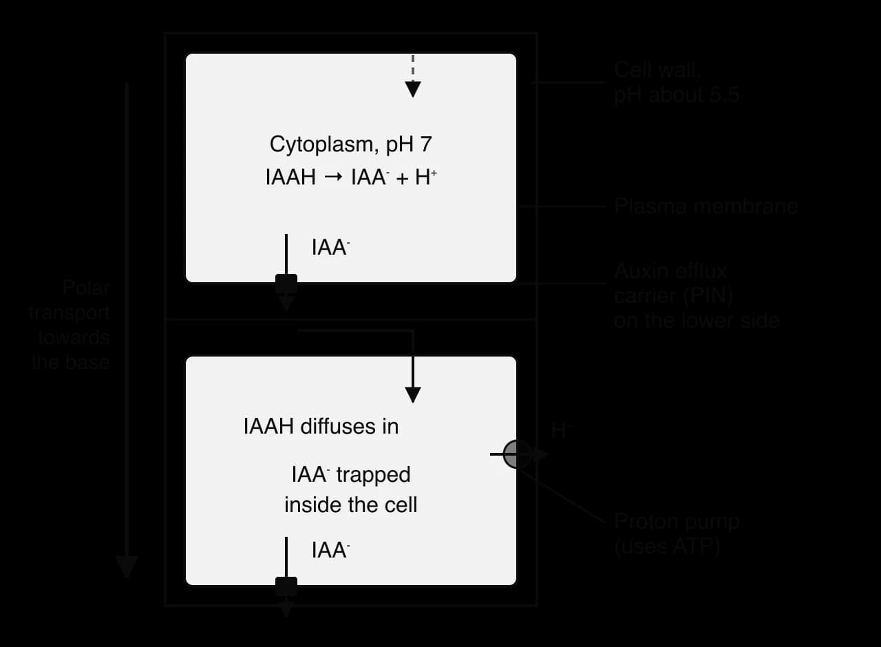 Two plant cells in a shared wall (pH 5.5). In the cytoplasm (pH 7), IAAH becomes IAA⁻ + H⁺. IAA⁻ leaves only through PIN efflux carriers on the lower membrane, becomes IAAH in the wall and diffuses into the cell below. A proton pump moves H⁺ into the wall.