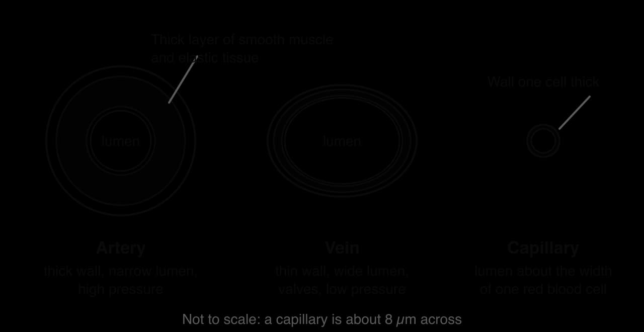 Cross-sections of an artery (thick wall of smooth muscle and elastic tissue, narrow lumen, high pressure), a vein (thin wall, wide lumen, valves, low pressure) and a capillary (wall one cell thick, lumen about the width of one red blood cell). Not to scale.
