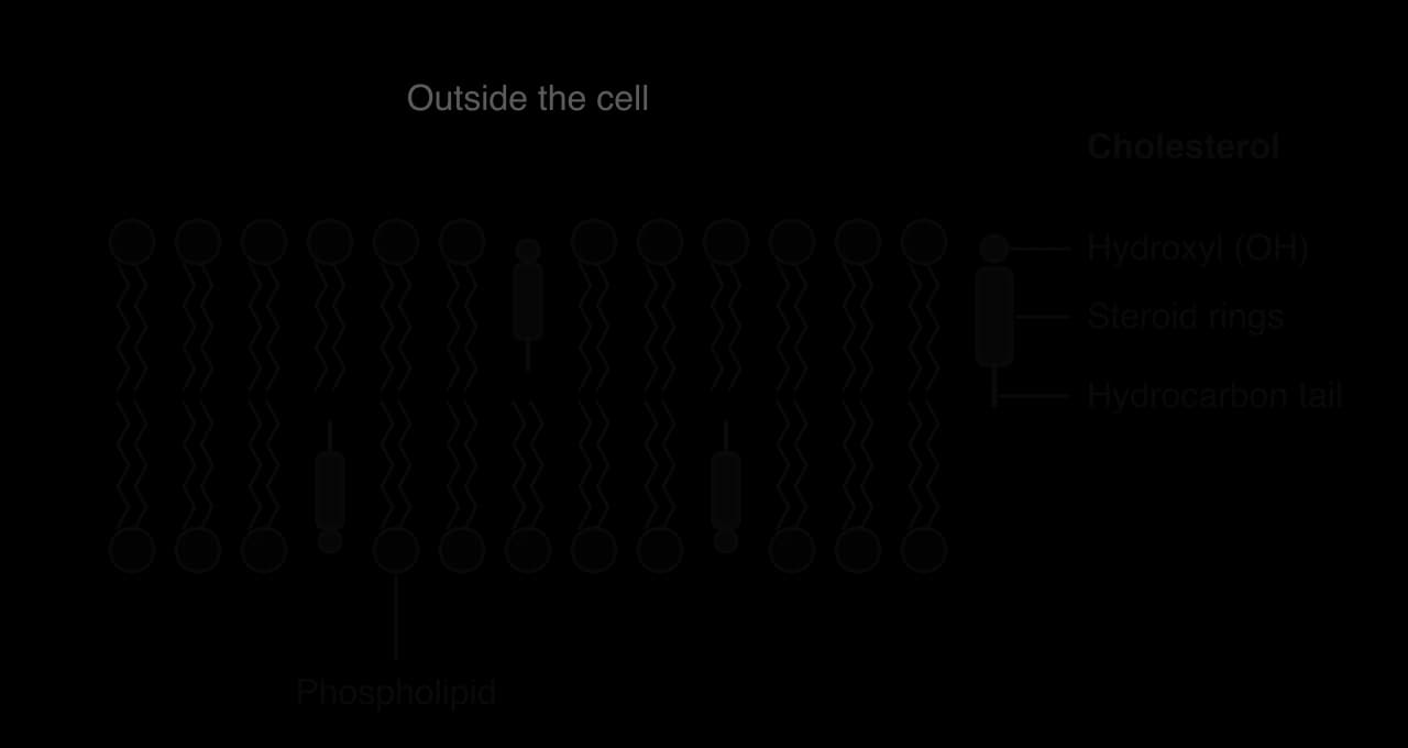 A bilayer with cholesterol molecules in both layers. Each has a small hydroxyl group among the phosphate heads, a block of steroid rings beside the fatty acid tails, and a short hydrocarbon tail. One cholesterol is labelled: hydroxyl (OH), steroid rings, hydrocarbon tail.