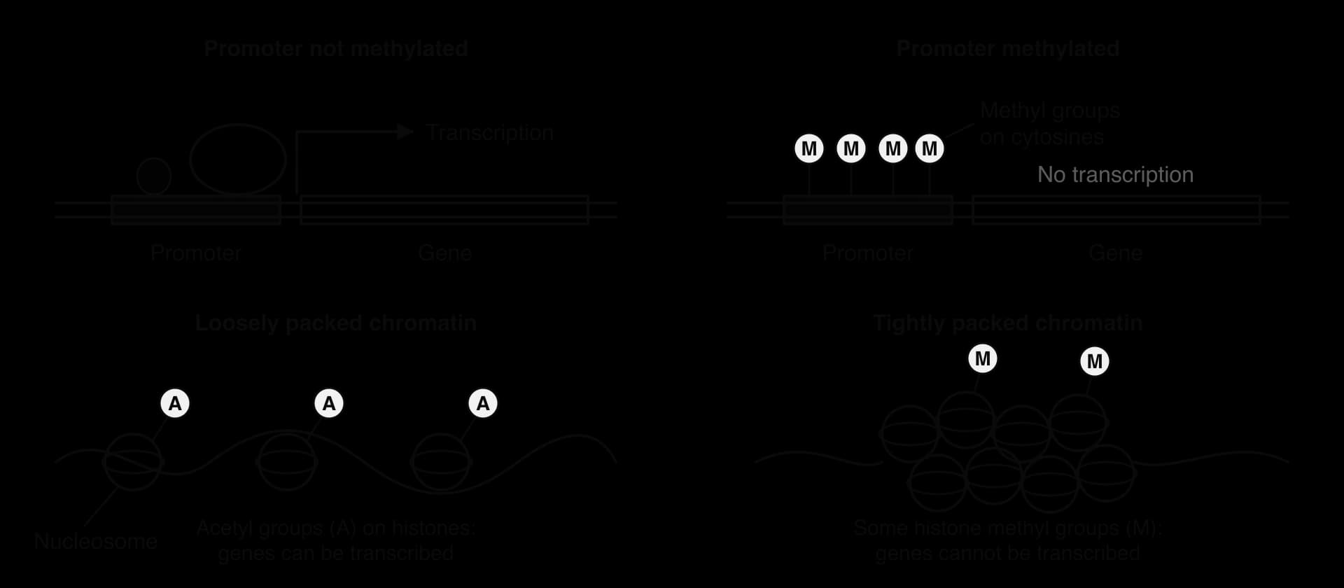 Top: an unmethylated promoter with a transcription factor and RNA polymerase bound, transcribed; a methylated promoter with methyl groups on cytosines and no transcription. Bottom: loosely packed chromatin with acetyl groups on histones; tightly packed nucleosomes with histone methyl groups.