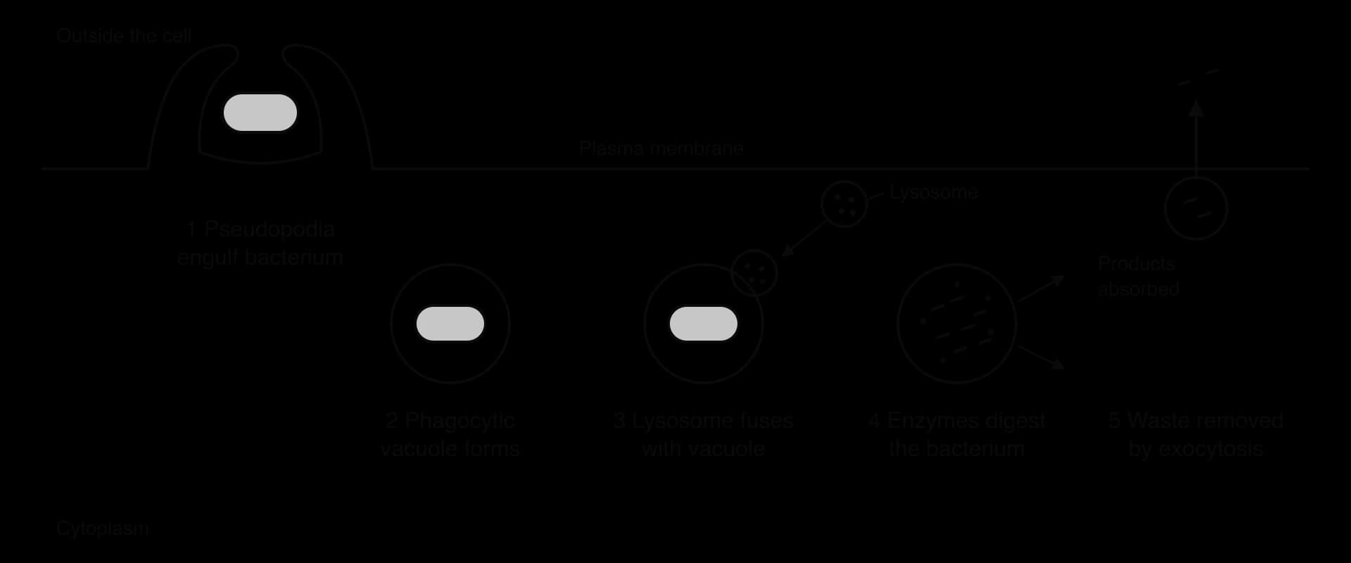 Five steps along the plasma membrane of a phagocyte: 1 pseudopodia engulf a bacterium; 2 a phagocytic vacuole forms; 3 lysosomes fuse with the vacuole; 4 enzymes digest the bacterium and products are absorbed; 5 waste is removed by exocytosis.