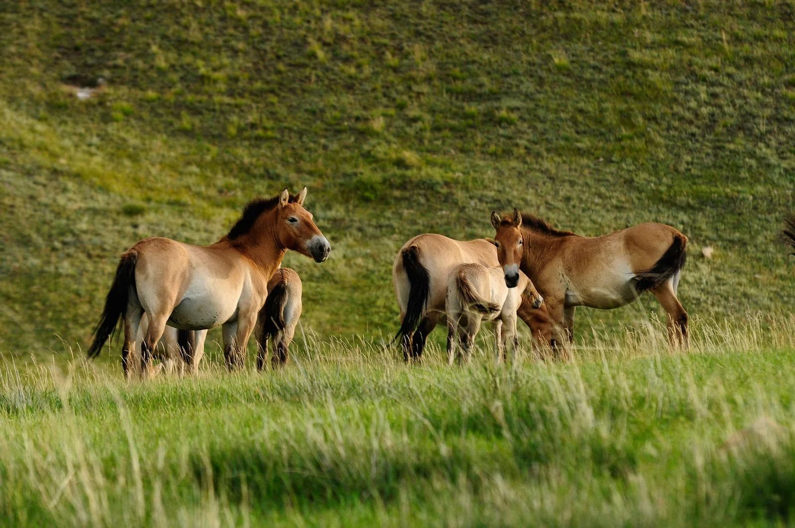 A small group of stocky, dun-coloured Przewalski's horses with dark upright manes standing on open grassland steppe in Hustai National Park, Mongolia.