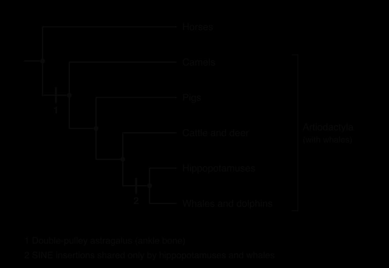 Cladogram: horses, then camels, pigs, cattle and deer, with hippopotamuses and whales as sister groups. Bar 1 on the branch to all artiodactyls marks the double-pulley astragalus; bar 2 on the branch to hippos and whales marks shared SINE insertions. A bracket marks Artiodactyla with whales.