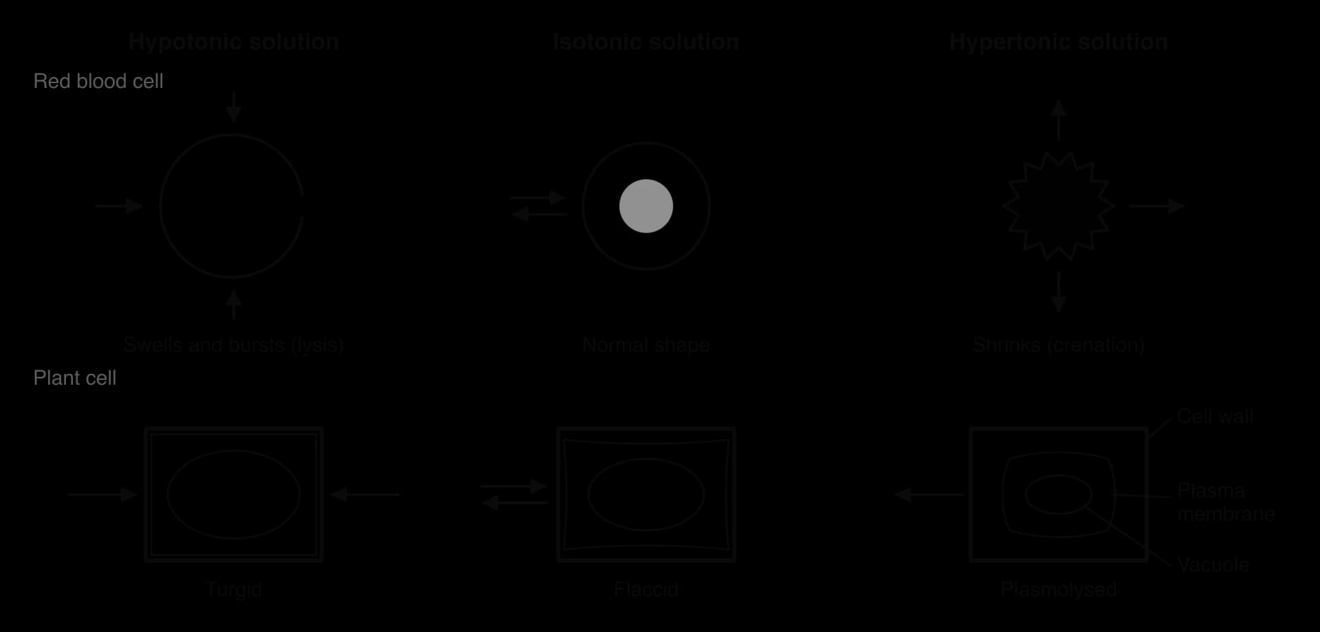 Cells in hypotonic, isotonic and hypertonic solutions. Red blood cell: swollen and bursting (lysis), arrows in; normal shape, two-way arrows; shrunken and spiky (crenation), arrows out. Plant cell: turgid; flaccid; plasmolysed, with cell wall, plasma membrane and vacuole labelled.