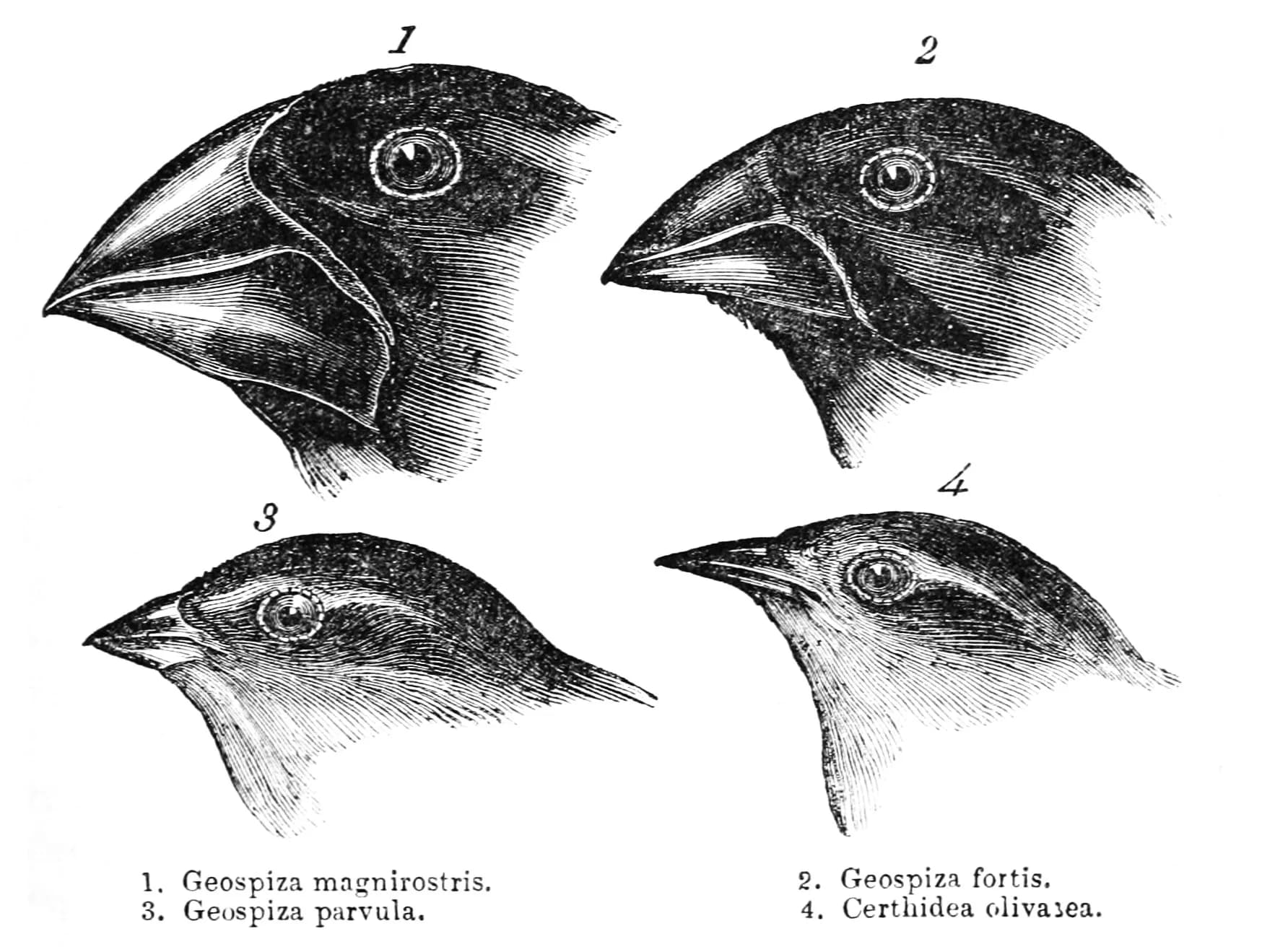 John Gould's 1845 engraving of the heads of four Galápagos finches: Geospiza magnirostris with a very deep, heavy beak, Geospiza fortis with a medium beak, Geospiza parvula with a small beak and Certhidea olivacea with a thin, pointed beak.