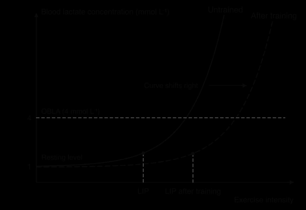 Sketch graph of blood lactate concentration against exercise intensity. Untrained curve stays near 1 mmol per litre then rises steeply after the LIP. After training the curve shifts right, so the LIP and the 4 mmol per litre OBLA line are reached at higher intensity.