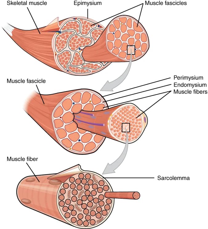 Skeletal muscle cut away in three levels: the whole muscle wrapped in epimysium contains fascicles; each fascicle, wrapped in perimysium, contains muscle fibres wrapped in endomysium; each fibre, bounded by the sarcolemma, is packed with myofibrils.