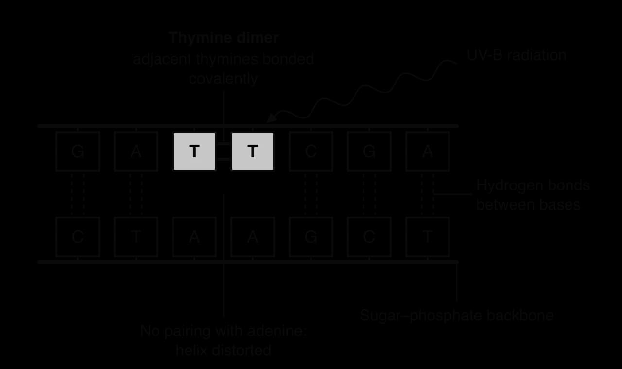 Double-stranded DNA. Two adjacent thymines on the top strand are joined by covalent bonds into a thymine dimer after absorbing UV-B; they no longer pair with the adenines opposite, and the helix is distorted. Other base pairs are held by hydrogen bonds between the two backbones.