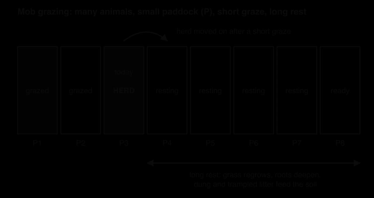 Diagram of mob grazing: a field divided into eight paddocks. The herd grazes one paddock today and is moved on after a short graze; recently grazed paddocks rest for a long time while grass regrows, roots deepen and dung and trampled litter feed the soil.