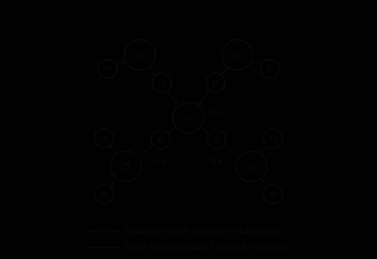 Five water molecules. The central one forms four hydrogen bonds (dashed lines): its two δ+ hydrogen atoms bond to the oxygen atoms of two neighbours, and its δ− oxygen bonds to hydrogen atoms of two others. Key: dashed line, hydrogen bond; solid line, polar covalent bond.