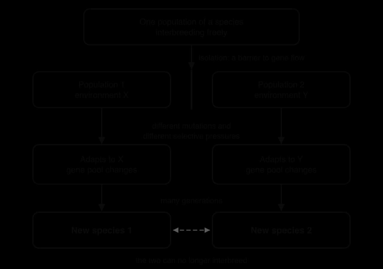 Flow chart of speciation: one interbreeding population is split by a barrier to gene flow into population 1 in environment X and population 2 in environment Y; different mutations and selective pressures change each gene pool over many generations until two new species can no longer interbreed.
