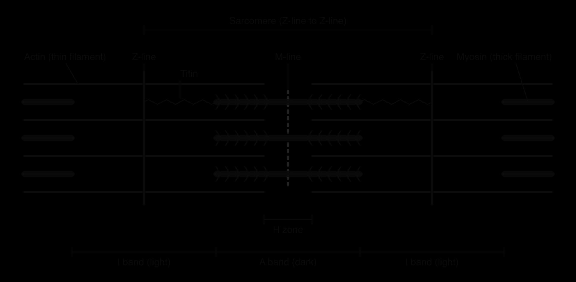 Relaxed sarcomere between two Z-lines. Thin actin filaments attach to each Z-line; thick myosin filaments with heads sit in the centre around the M-line; titin, a zigzag, links Z-line to myosin. Brackets: sarcomere, A band (myosin length), I bands (actin only), H zone (myosin only).