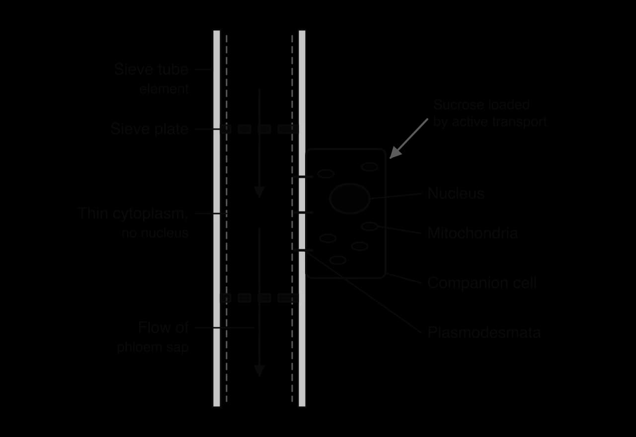 Longitudinal section of phloem: sieve tube elements separated by sieve plates with pores, with a thin layer of cytoplasm and no nucleus; a companion cell with a nucleus and many mitochondria, linked by plasmodesmata. Arrows show sucrose loading and sap flow.