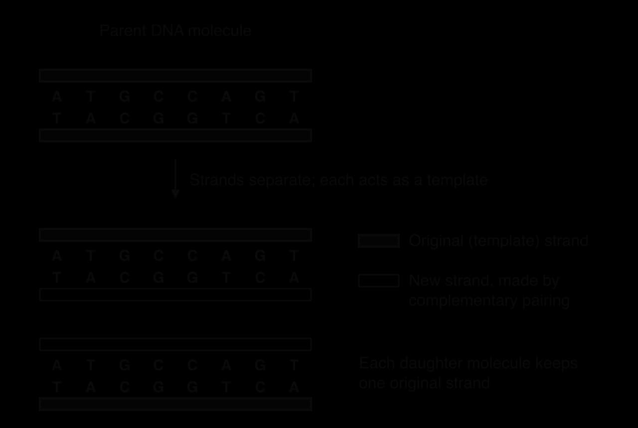 A parent DNA molecule with base sequence ATGCCAGT paired with TACGGTCA separates. Each original strand (shaded) acts as a template for a new strand (unshaded), giving two identical daughter molecules, each with one original and one new strand.