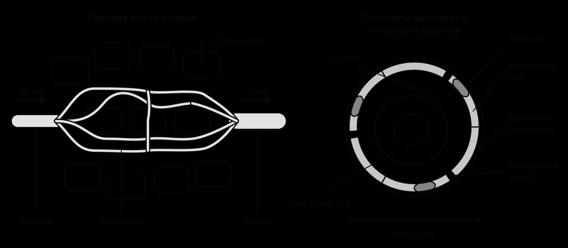 Left: an arteriole branching into many narrow capillaries between tissue cells, rejoining into a venule. Right: transverse section of a fenestrated capillary: ring of endothelial cells with nuclei, pores (fenestrations), basement membrane, lumen and one red blood cell.