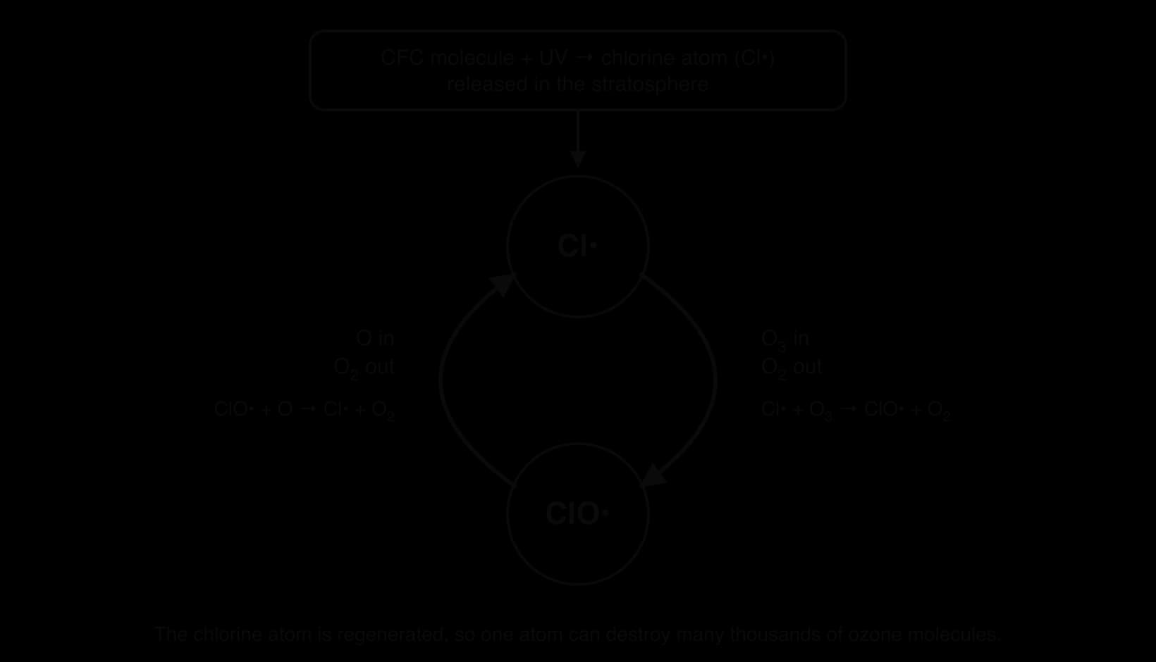 Catalytic cycle: UV breaks a CFC to release a chlorine atom; Cl reacts with ozone to form ClO and O2; ClO reacts with an oxygen atom to form O2 and regenerate Cl, so the cycle repeats and one chlorine atom destroys many ozone molecules.