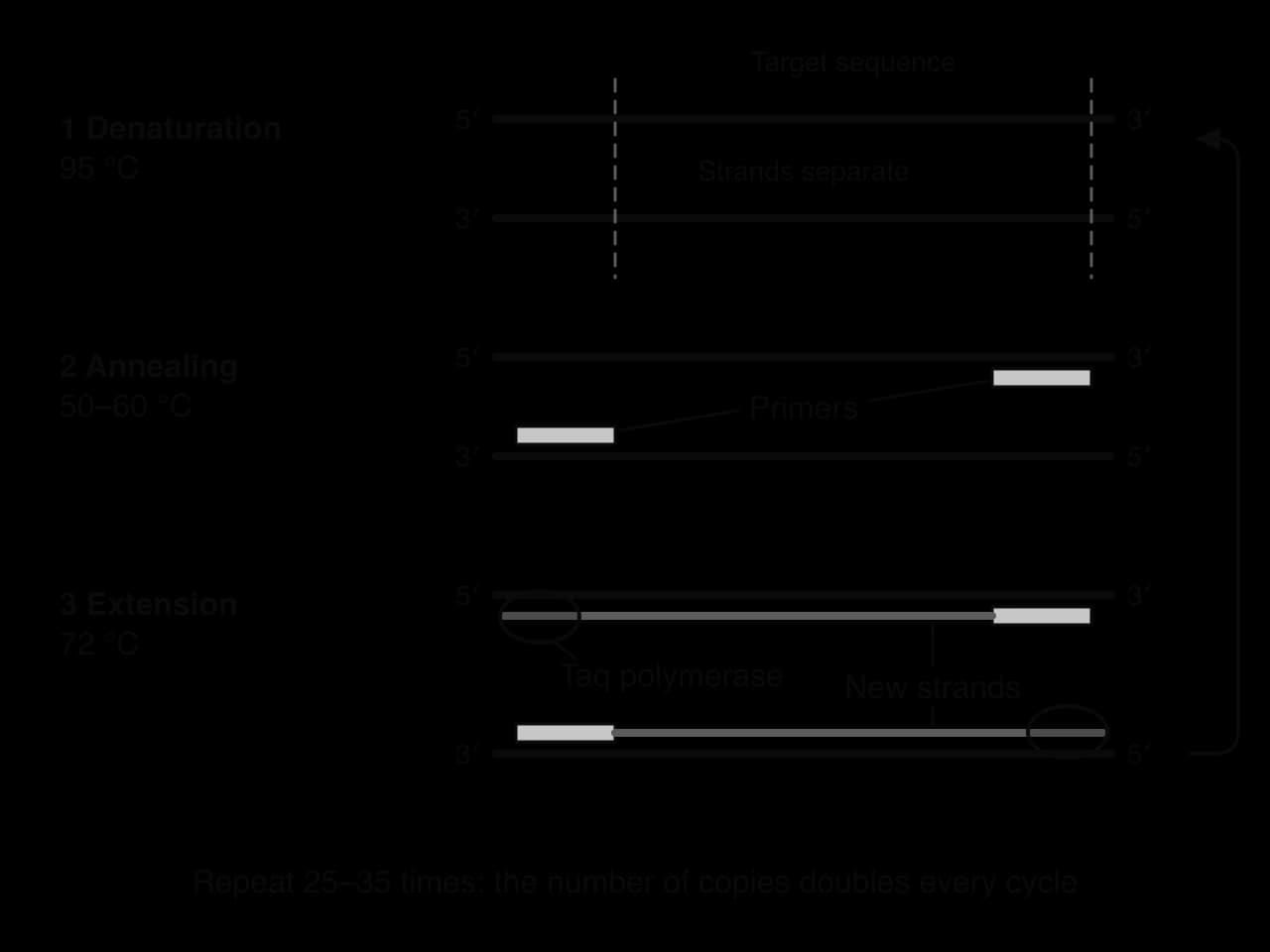 1 Denaturation, 95 °C: two DNA strands separate; the target sequence is marked. 2 Annealing, 50–60 °C: a primer binds to each strand at opposite ends of the target. 3 Extension, 72 °C: Taq polymerase extends each primer. An arrow returns to step 1: repeat 25–35 times.