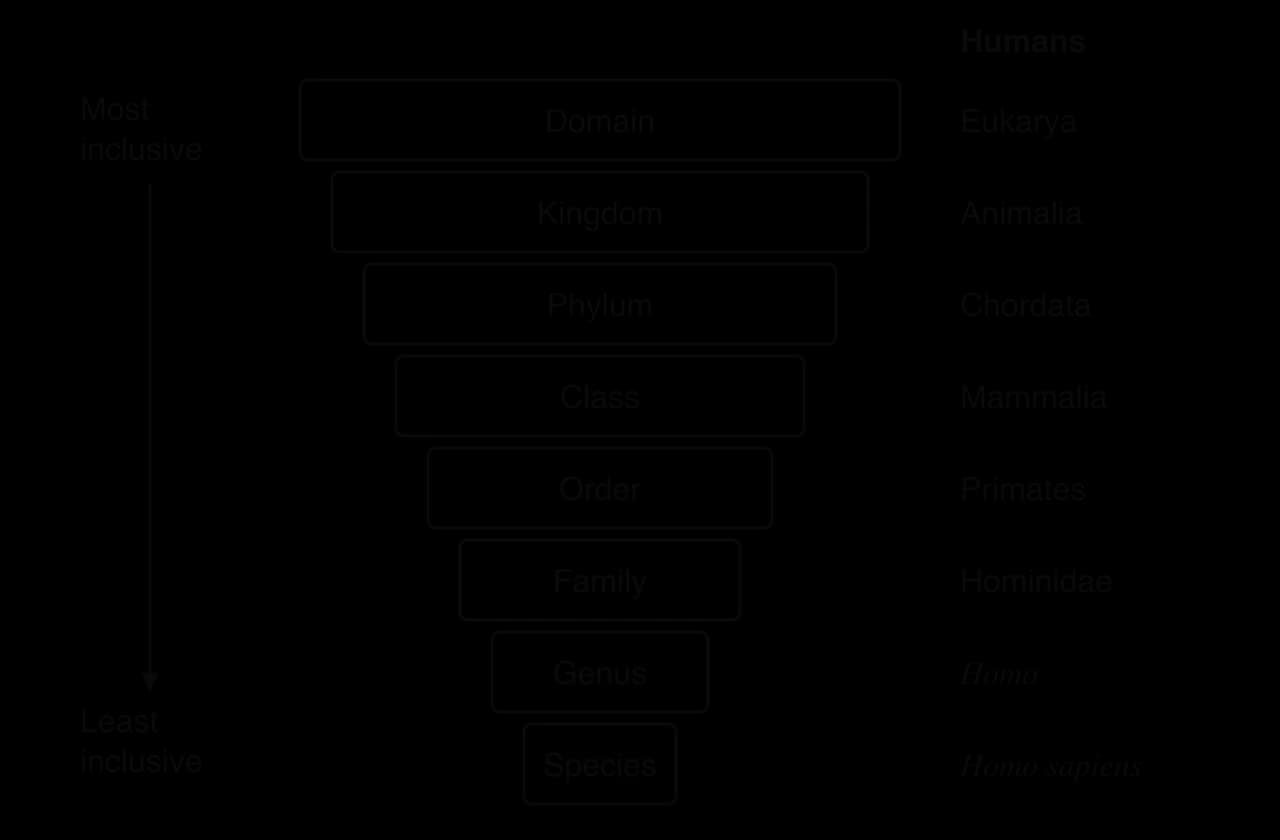 Eight stacked bars narrowing from top to bottom: domain, kingdom, phylum, class, order, family, genus, species. Beside each is the human taxon: Eukarya, Animalia, Chordata, Mammalia, Primates, Hominidae, Homo, Homo sapiens. An arrow runs from most inclusive to least inclusive.