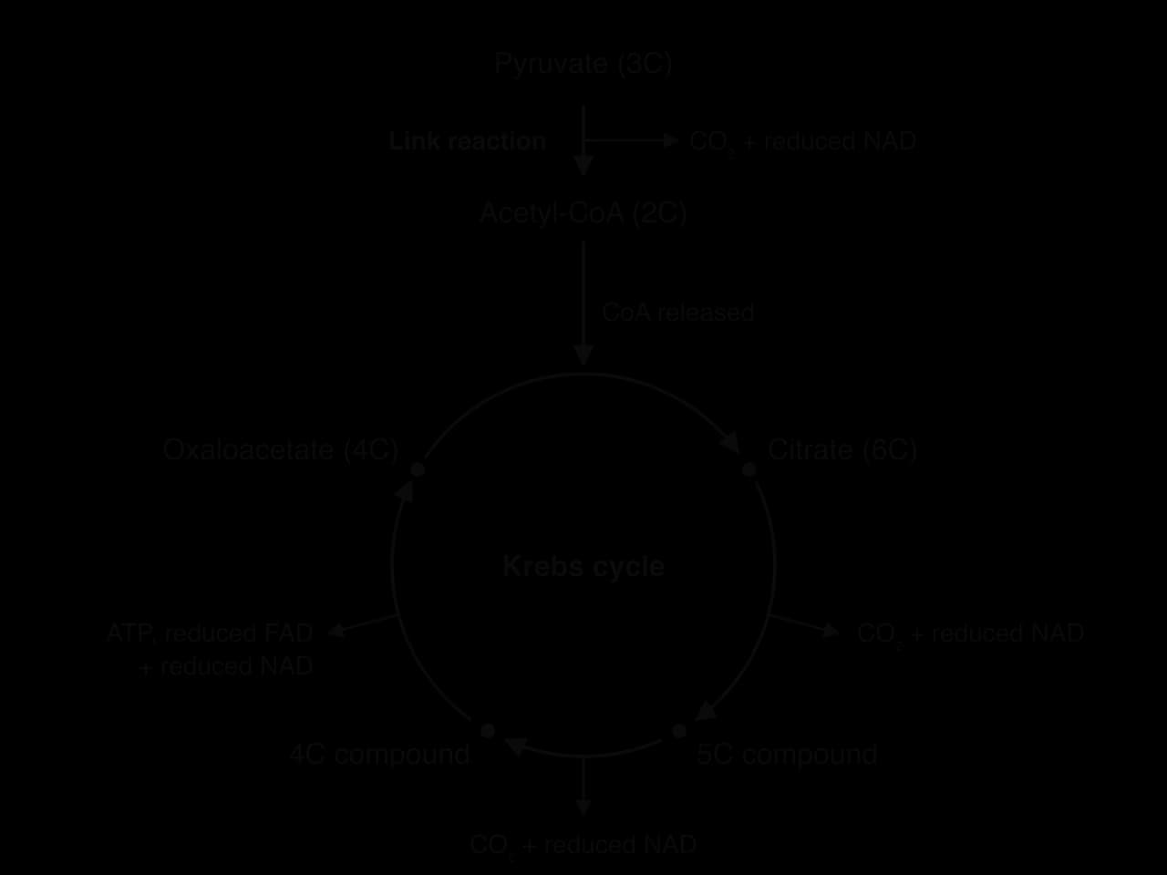 Link reaction and Krebs cycle. Pyruvate (3C) gives acetyl-CoA (2C), CO₂ and reduced NAD. Acetyl joins oxaloacetate (4C) to form citrate (6C). Citrate gives a 5C then a 4C compound (each releasing CO₂ + reduced NAD), then oxaloacetate (ATP, reduced FAD, reduced NAD).