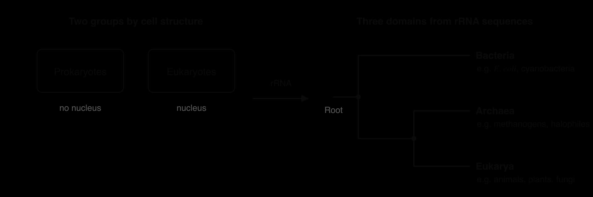 Left: two groups by cell structure, prokaryotes (no nucleus) and eukaryotes (nucleus). An arrow labelled rRNA leads to a rooted tree: Bacteria branch first, then Archaea and Eukarya as sister groups. Examples: E. coli, cyanobacteria; methanogens, halophiles; animals, plants, fungi.