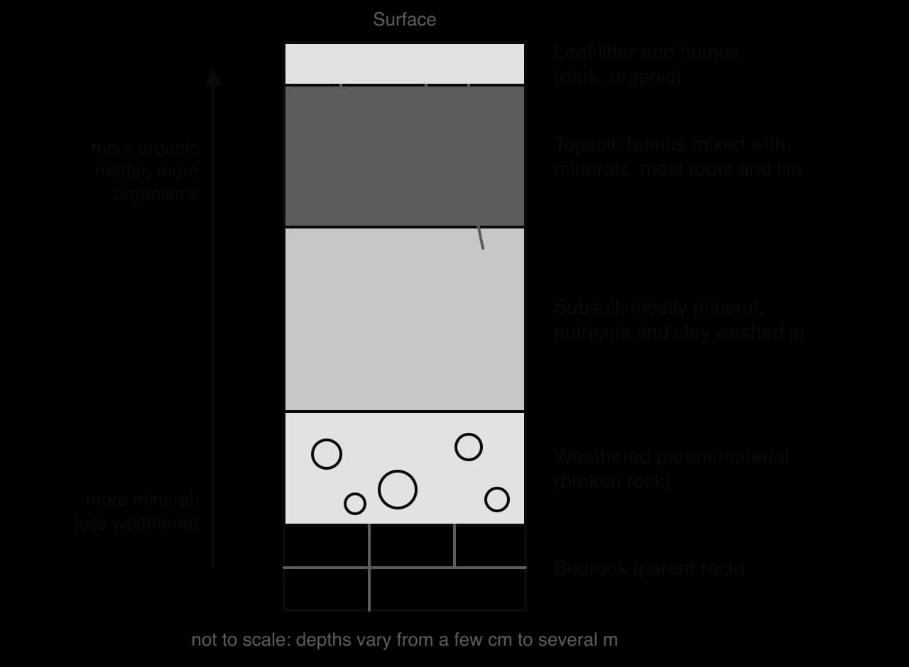 Generalised soil profile: leaf litter and humus on top, dark topsoil with roots, lighter mineral subsoil, weathered parent material with rock fragments, then bedrock. An arrow shows organic matter and organisms increasing towards the surface.