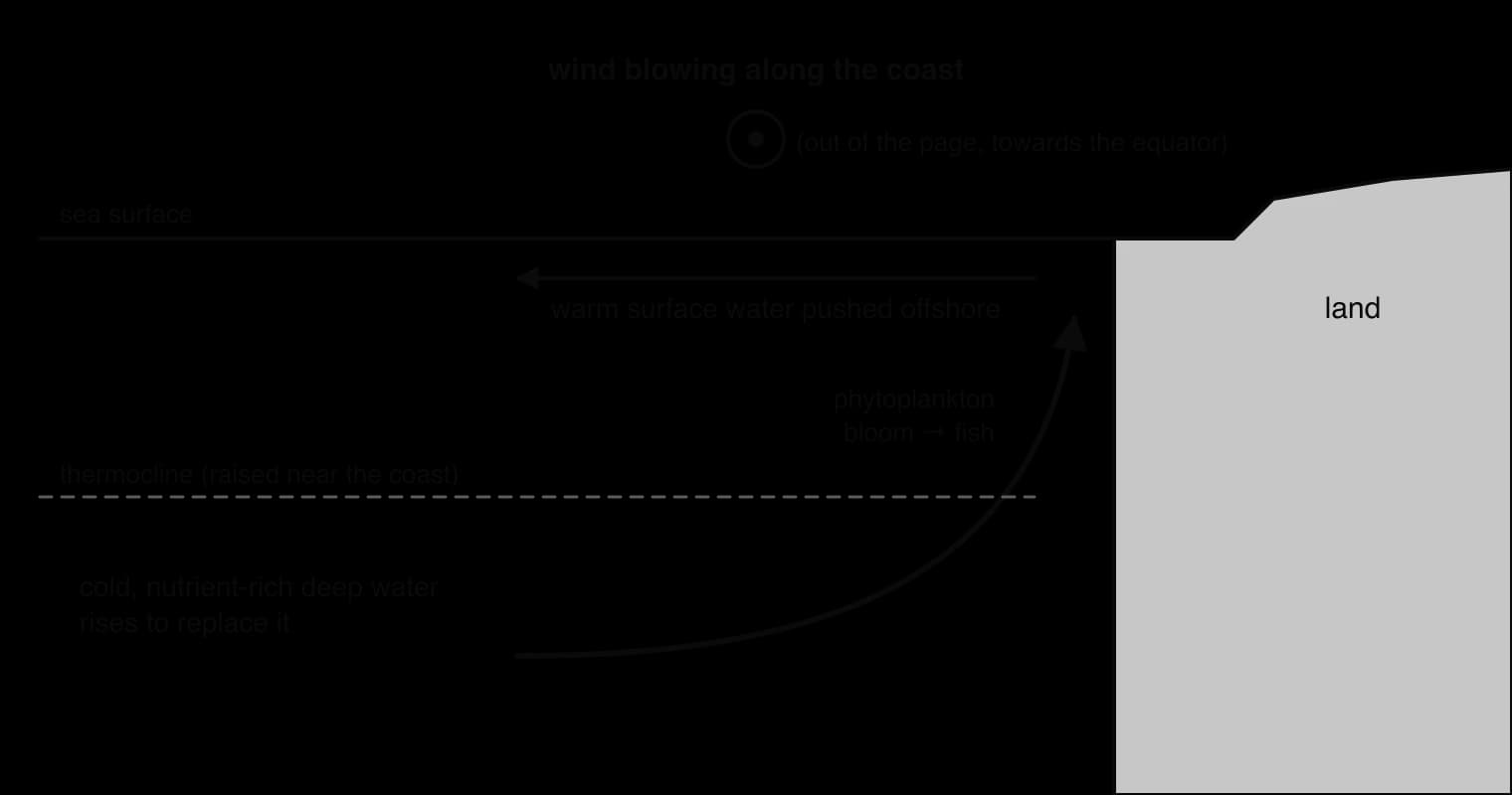 Cross-section of coastal upwelling: wind blowing along the coast pushes warm surface water offshore; cold, nutrient-rich water rises from below a raised thermocline near the coast, feeding phytoplankton and fish.