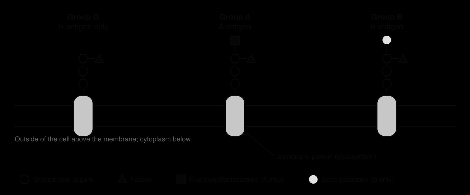 A plasma membrane with three glycoproteins, each carrying three core sugars (hexagons) and a fucose side branch (triangle). Group O has nothing more (H antigen). Group A ends in N-acetylgalactosamine (square). Group B ends in an extra galactose (circle).