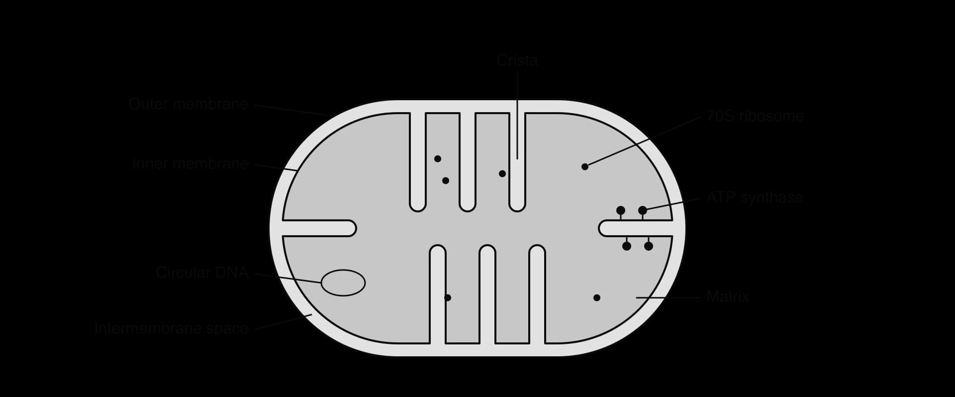 Labelled mitochondrion: outer membrane, inner membrane folded into cristae, a narrow intermembrane space between the membranes, matrix with circular DNA and 70S ribosomes, and ATP synthase on the inner membrane facing the matrix.