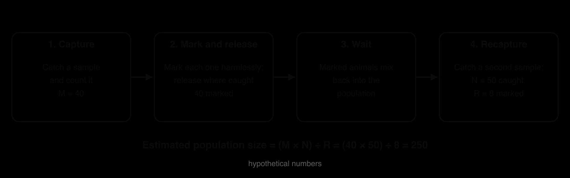 Four steps of capture–mark–release–recapture: capture 40 (M), mark and release, wait for mixing, recapture 50 (N) of which 8 are marked (R). Estimate = 40 × 50 ÷ 8 = 250. Hypothetical numbers.