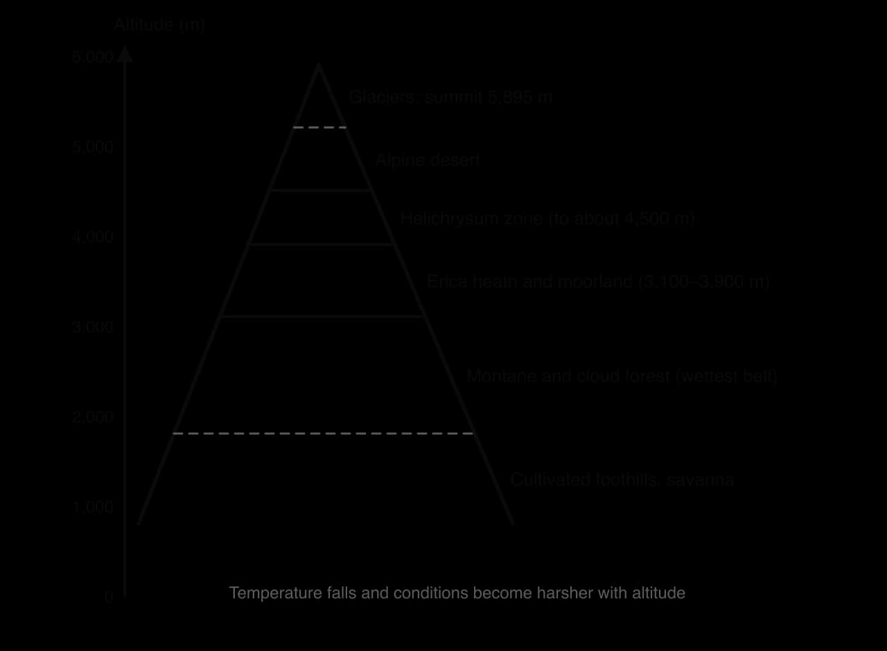 Altitudinal zones on Mount Kilimanjaro: cultivated foothills and savanna, montane and cloud forest, Erica heath and moorland 3,100–3,900 m, Helichrysum zone to about 4,500 m, alpine desert, glaciers and summit at 5,895 m.