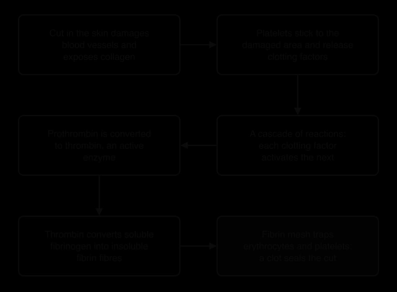 Flowchart of six boxes: a cut exposes collagen; platelets stick and release clotting factors; a cascade in which each factor activates the next; prothrombin becomes thrombin; thrombin converts soluble fibrinogen to insoluble fibrin; the fibrin mesh traps erythrocytes and seals the cut.