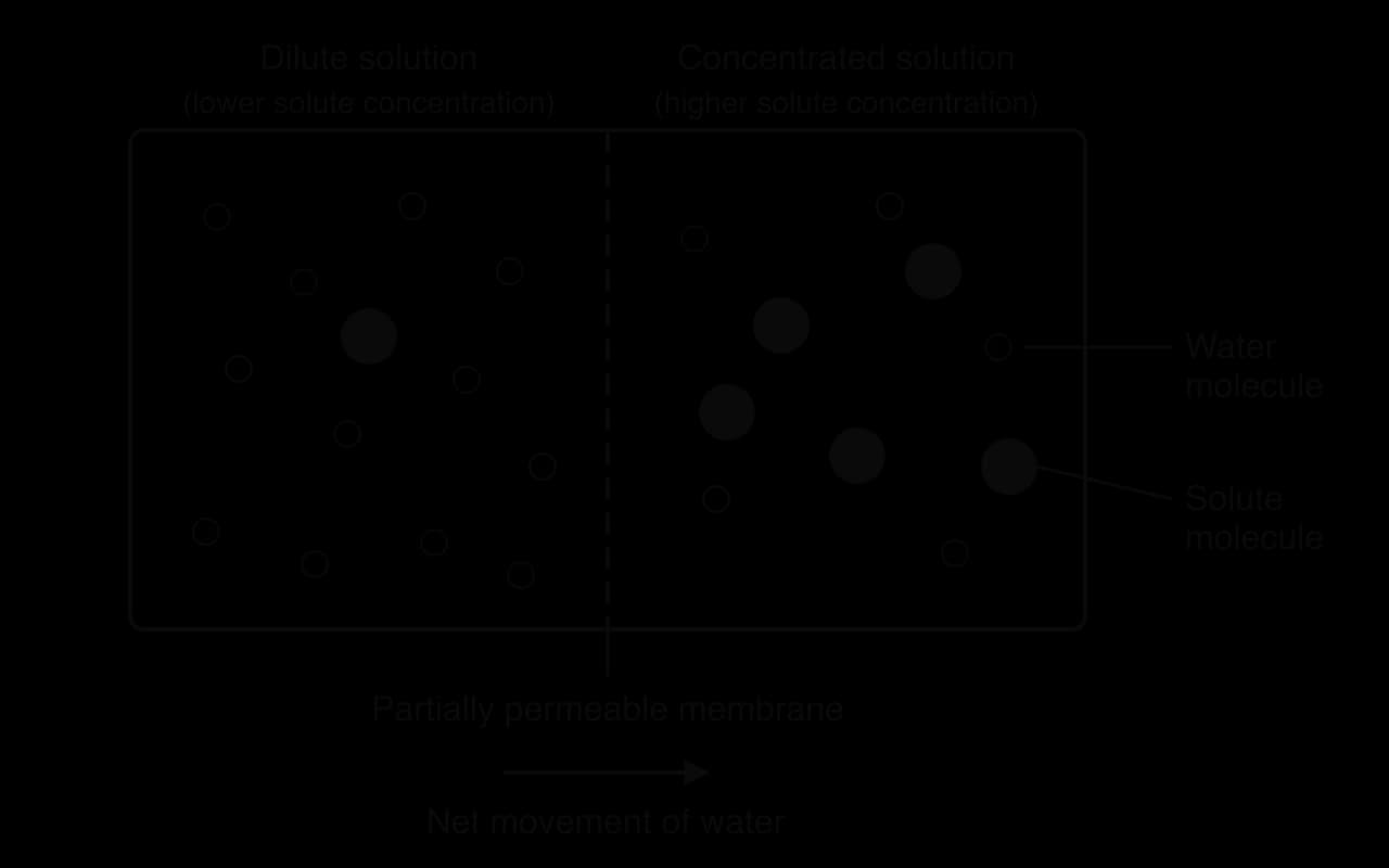 A dashed partially permeable membrane divides a dilute solution (left: lower solute concentration, many water molecules, one solute molecule) from a concentrated solution (right: higher solute concentration, five solute molecules). An arrow shows net movement of water from left to right.