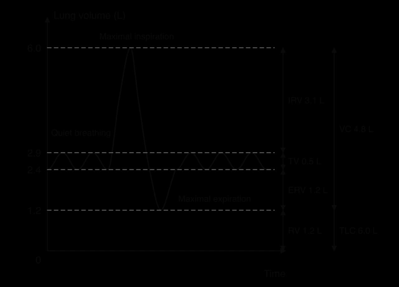Spirometer trace of lung volume (L) against time: quiet breathing between 2.4 and 2.9 L (tidal volume 0.5 L), a maximal inspiration to 6.0 L and a maximal expiration to 1.2 L. IRV 3.1 L, ERV 1.2 L, residual volume 1.2 L, vital capacity 4.8 L, total lung capacity 6.0 L.