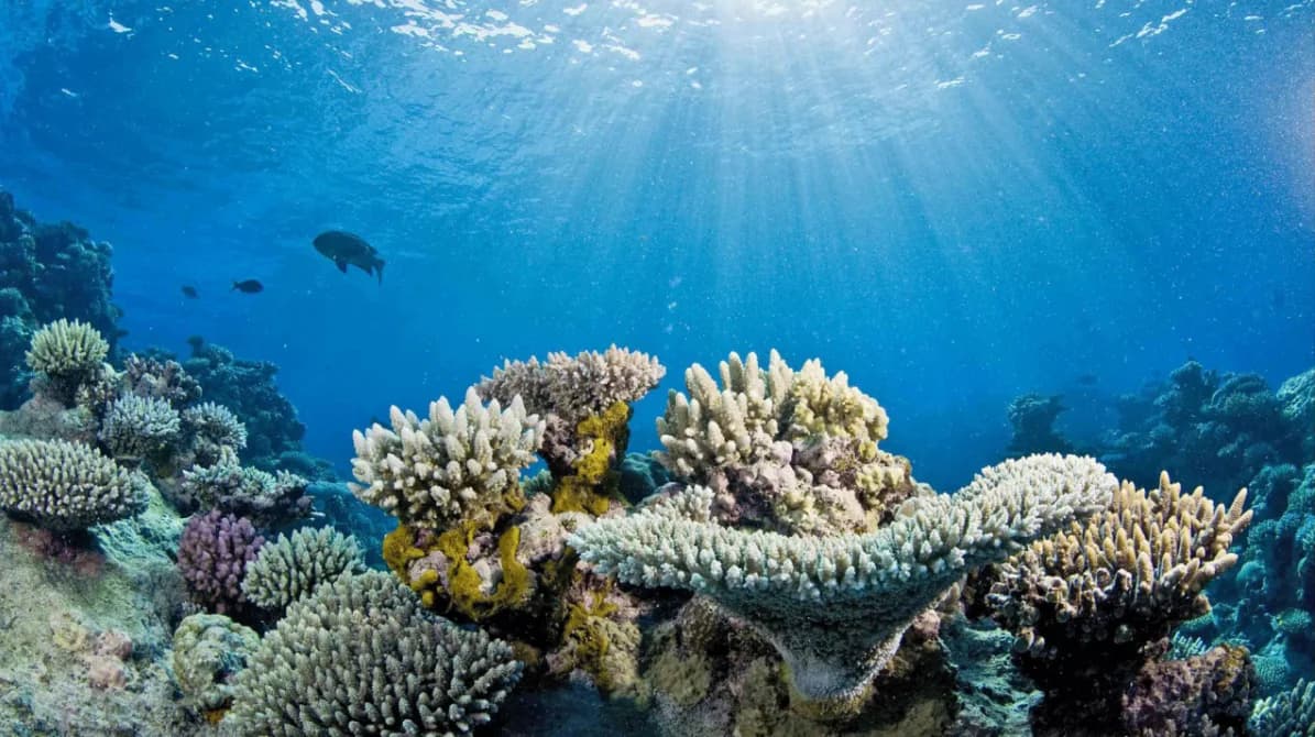 Underwater photo of a shallow coral reef in sunlight: branching and table corals have turned pale white and cream, with a few still coloured, showing signs of bleaching; fish swim above.
