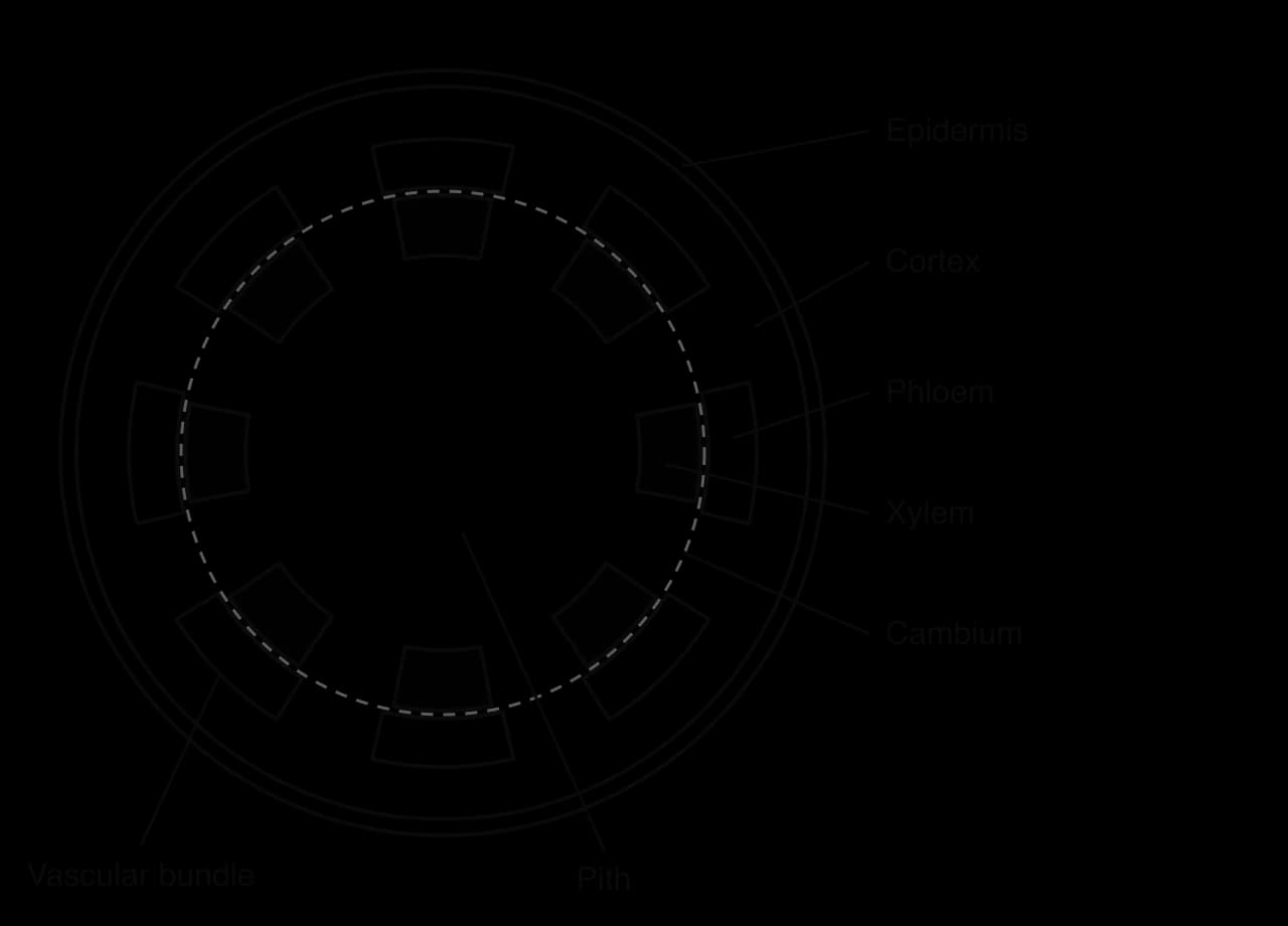 Plan diagram of a transverse section of a dicotyledonous stem: an outer epidermis, cortex, a ring of eight vascular bundles each with phloem on the outside and xylem on the inside, a dashed ring of cambium between them, and a central pith.