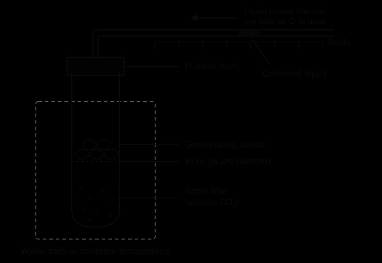 Respirometer: a tube in a constant-temperature water bath, closed by a rubber bung, holding germinating seeds on a wire gauze above soda lime (absorbs CO₂). A capillary tube along a scale holds coloured liquid that moves towards the tube as O₂ is used.