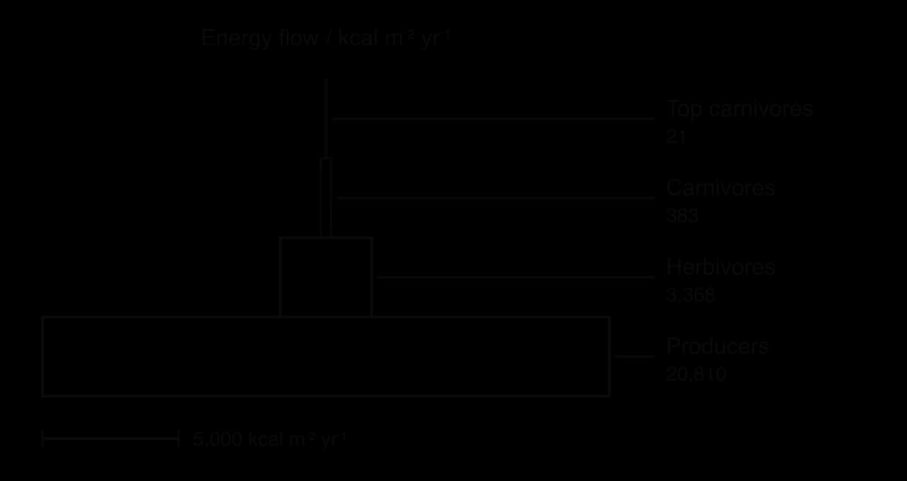 Energy pyramid for Silver Springs drawn to scale in kcal per square metre per year: producers 20,810 (wide base), herbivores 3,368, carnivores 383 (a thin bar) and top carnivores 21 (almost a line). Scale bar: 5,000 kcal per square metre per year.