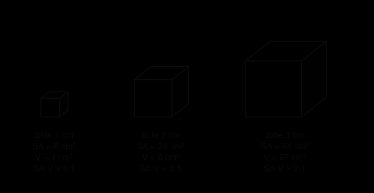 Three cubes with sides 1 cm, 2 cm and 3 cm. Side 1 cm: SA 6 cm², V 1 cm³, SA:V 6:1. Side 2 cm: SA 24 cm², V 8 cm³, SA:V 3:1. Side 3 cm: SA 54 cm², V 27 cm³, SA:V 2:1.