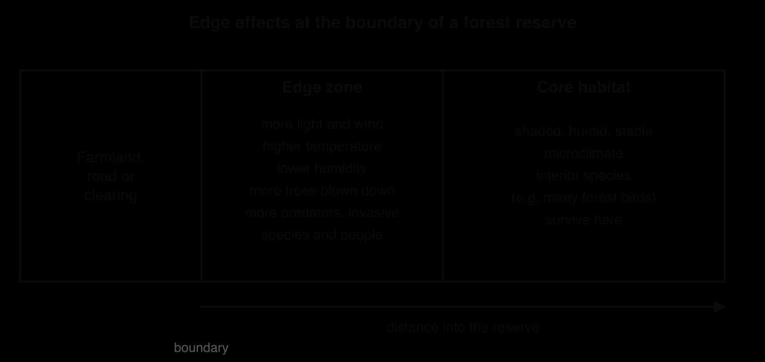 Cross-section from farmland into a forest reserve. The edge zone next to the boundary has more light and wind, higher temperature, lower humidity, more windthrow, predators, invasive species and people; the core habitat further in is shaded, humid and stable.