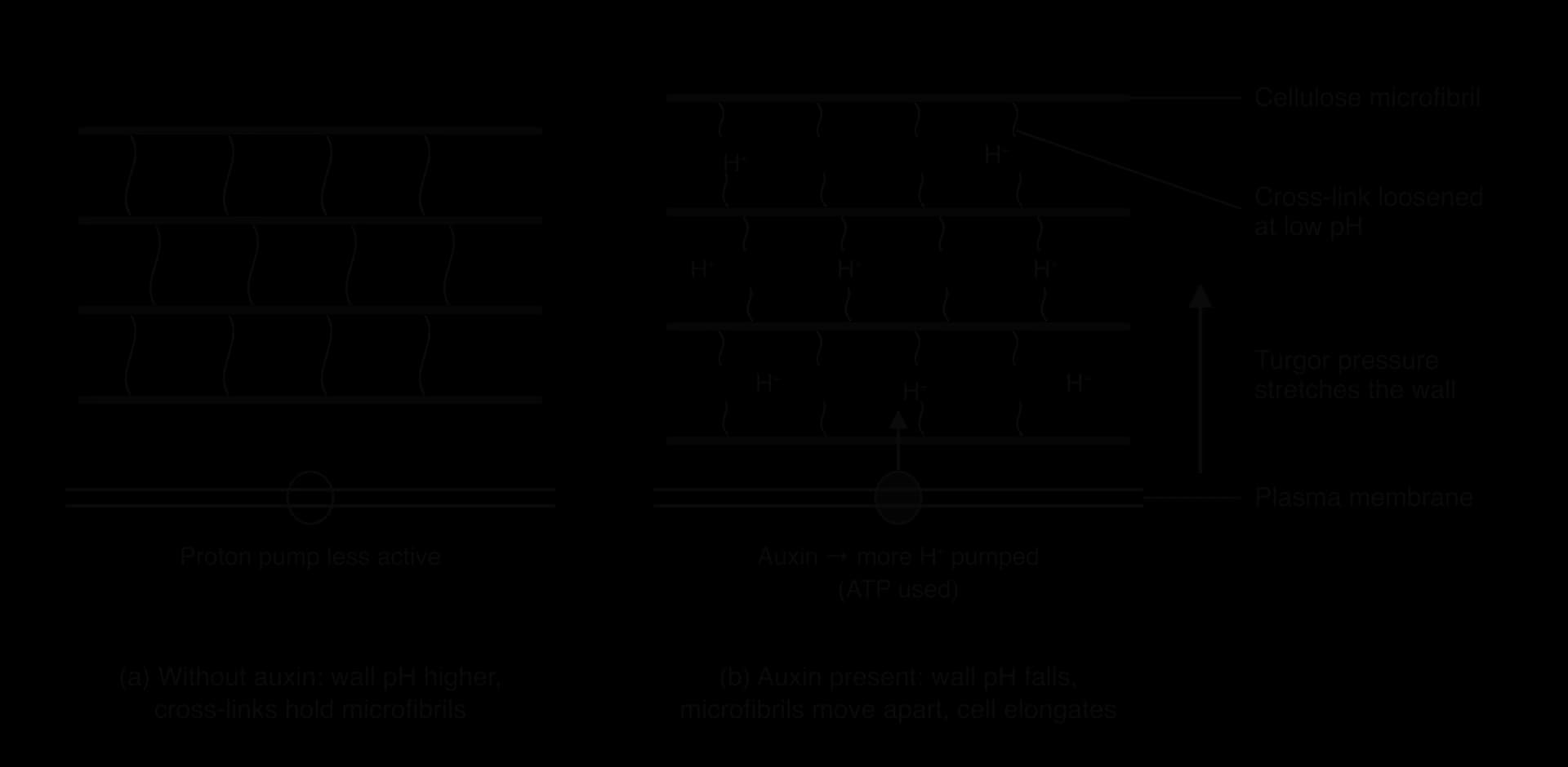 Two sections of cell wall above a plasma membrane. (a) Without auxin, the wall pH is higher, cross-links join cellulose microfibrils and the proton pump is less active. (b) With auxin, H⁺ is pumped into the wall, cross-links loosen, microfibrils move apart and turgor pressure stretches the wall.