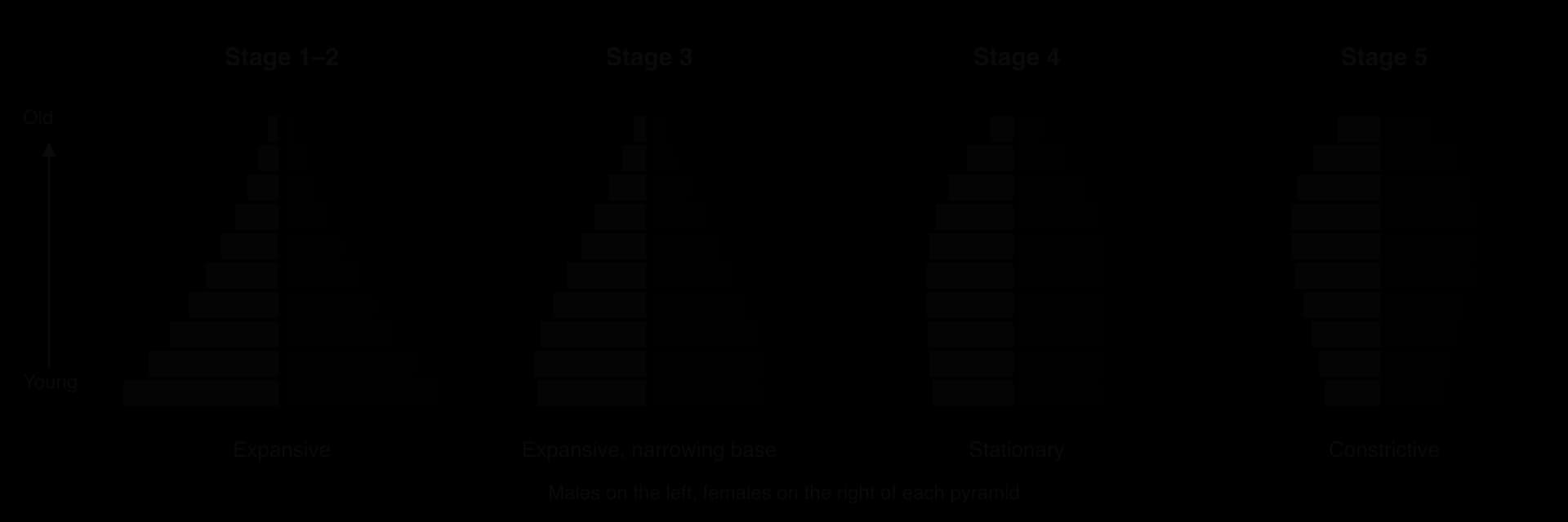 Four schematic age–sex pyramids: stage 1–2 expansive with a wide base; stage 3 expansive with a narrowing base; stage 4 stationary with nearly straight sides; stage 5 constrictive, narrower at the base than in the middle.