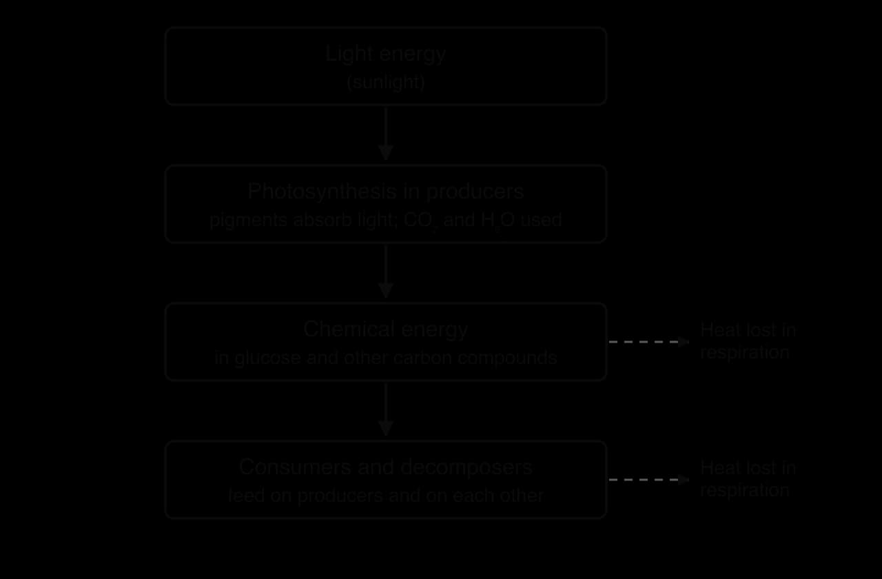 Flowchart: light energy (sunlight) → photosynthesis in producers (pigments absorb light; CO₂ and H₂O used) → chemical energy in glucose and other carbon compounds → consumers and decomposers, which feed on producers and on each other. Dashed arrows show heat lost in respiration.