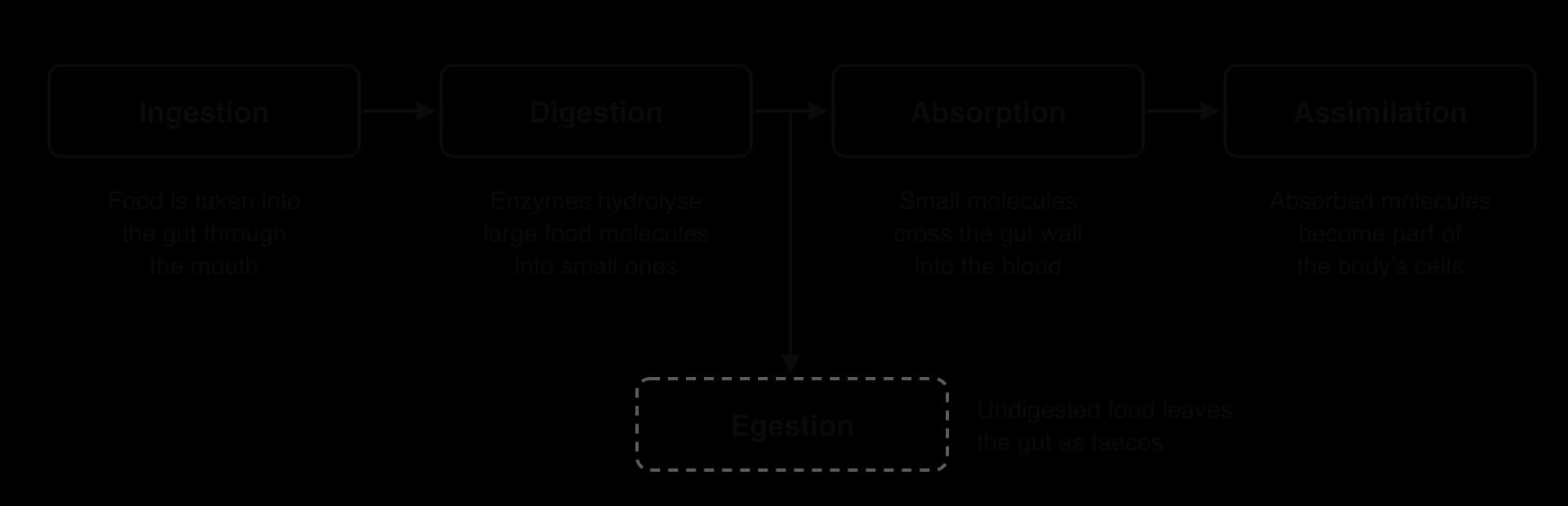 Flow diagram: Ingestion (food taken into the gut) → Digestion (enzymes hydrolyse large molecules into small ones) → Absorption (small molecules cross the gut wall into the blood) → Assimilation (molecules become part of body cells). A branch leads to Egestion (undigested food leaves as faeces).
