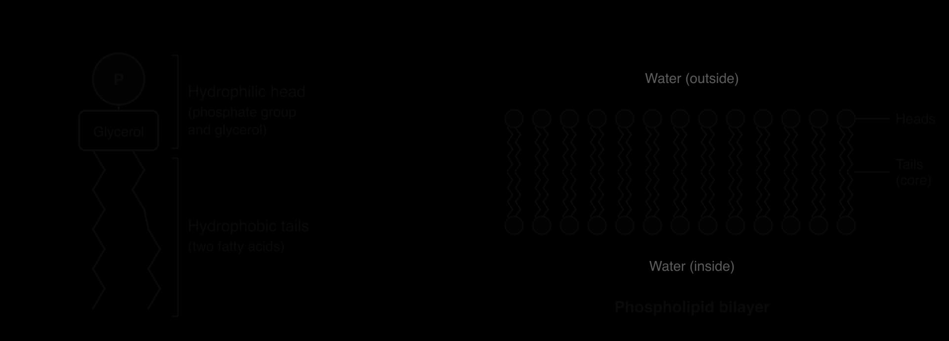 Left: a phospholipid with a circular head (P) above a glycerol box and two zigzag tails, one kinked; brackets label the hydrophilic head and hydrophobic tails. Right: a bilayer of two rows, heads facing water outside and inside, tails meeting in the core.