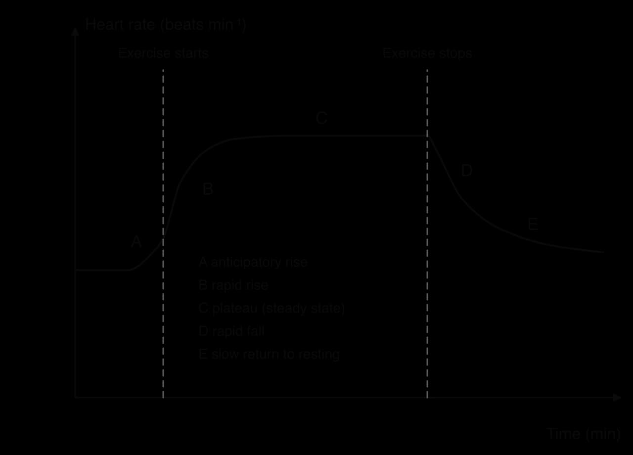Sketch of heart rate (beats per minute) against time (min). Resting heart rate rises slightly before exercise starts (A, anticipatory rise), rises rapidly at the start (B), plateaus at a steady state (C), falls rapidly when exercise stops (D) and returns slowly towards resting (E).