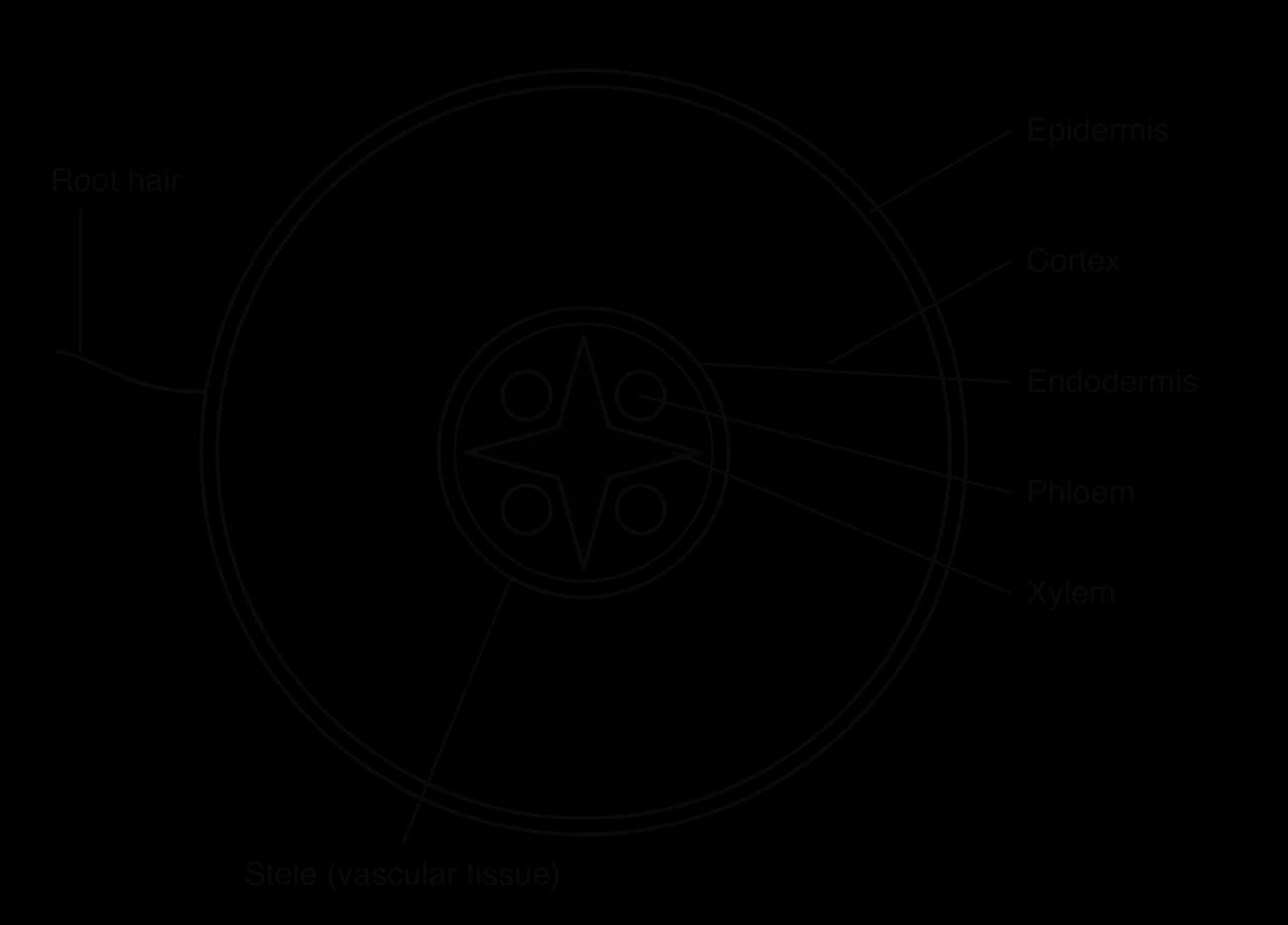 Plan diagram of a transverse section of a dicotyledonous root: outer epidermis with one root hair, a wide cortex, a ring of endodermis enclosing the central stele, which contains four-armed star-shaped xylem with four groups of phloem between the arms.