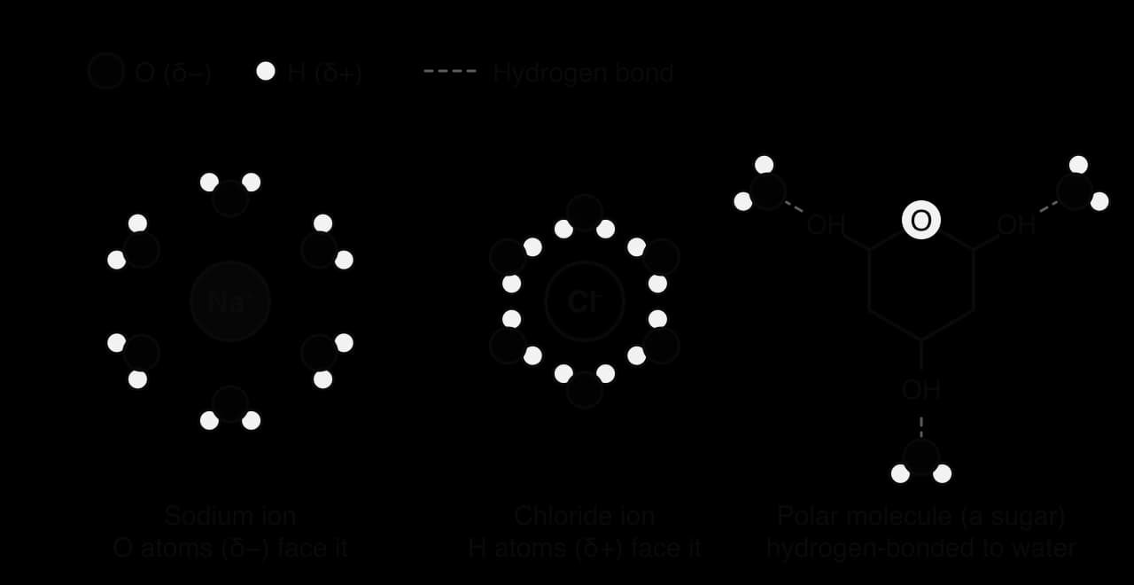 Three panels. A sodium ion surrounded by six water molecules with their oxygen atoms (δ−) facing it; a chloride ion surrounded by six water molecules with their hydrogen atoms (δ+) facing it; a sugar ring with three OH groups, each hydrogen-bonded (dashed line) to a water molecule.